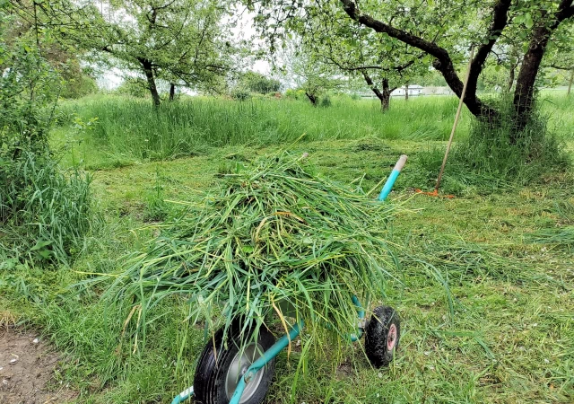 gras auf Schubkarre