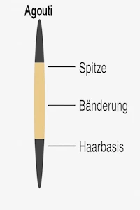 agouti haar