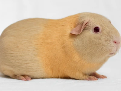 Meerschweinchen in beige safran, heller Hintergrund