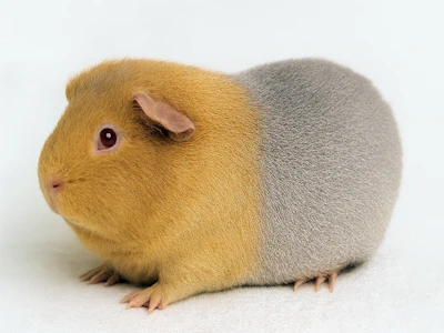 Meerschweinchen in lilac gold, heller Hintergrund
