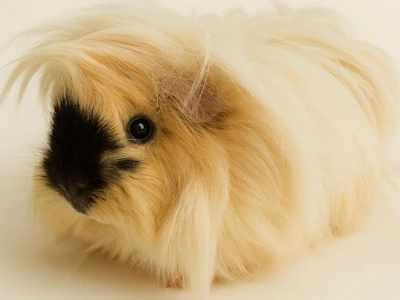Meerschweinchen in sepia creme, heller Hintergrund