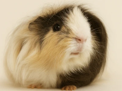 Meerschweinchen in sepia creme weiss