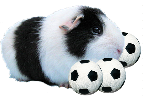 Meerschweinchen mit Fußball
