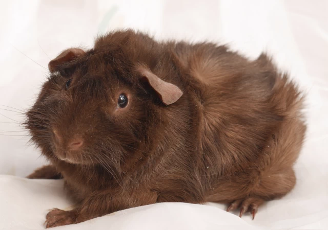Braunes Meerschweinchen vor hellem Hintergrund