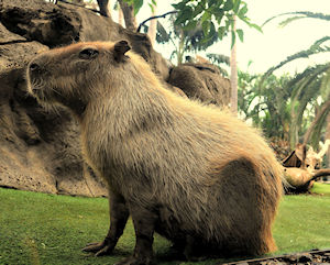capybara, wasserschwein