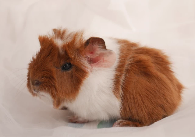 genfie - rot-weißes Meerschweinchenbaby vor weißem Hintergrund