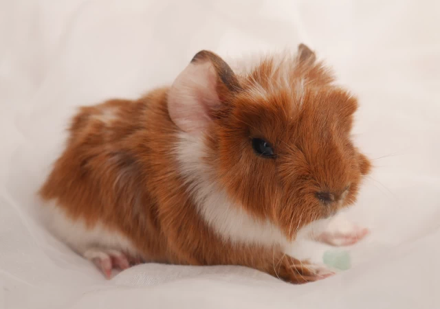 genfie - rot-weißes Meerschweinchenbaby vor weißem Hintergrund