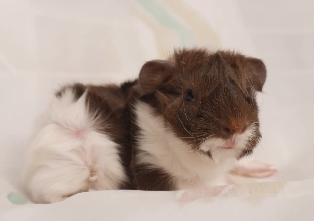 Herr Hupfer, schokoladenbraunes und weißes Meerschweinchenbaby vor weißem Hintergrund
