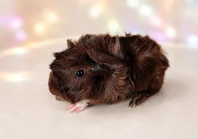 Pepite