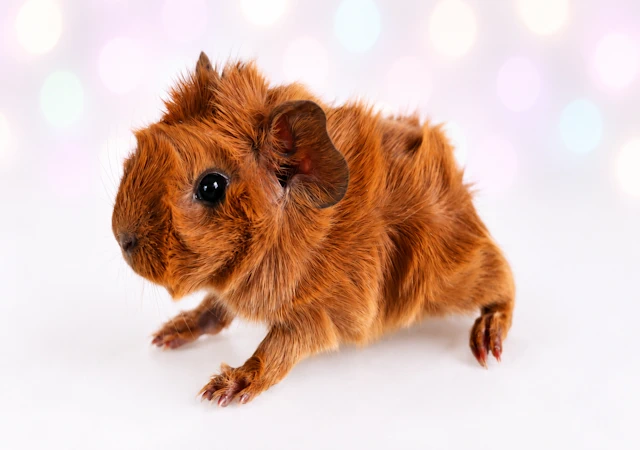 fipsius2