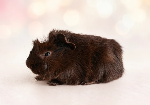 henriette2