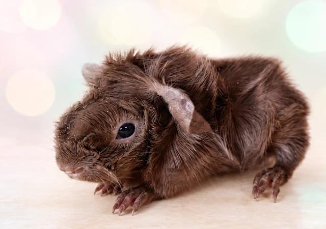 lechocolate2