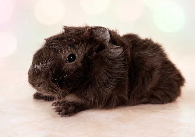 locochoco2