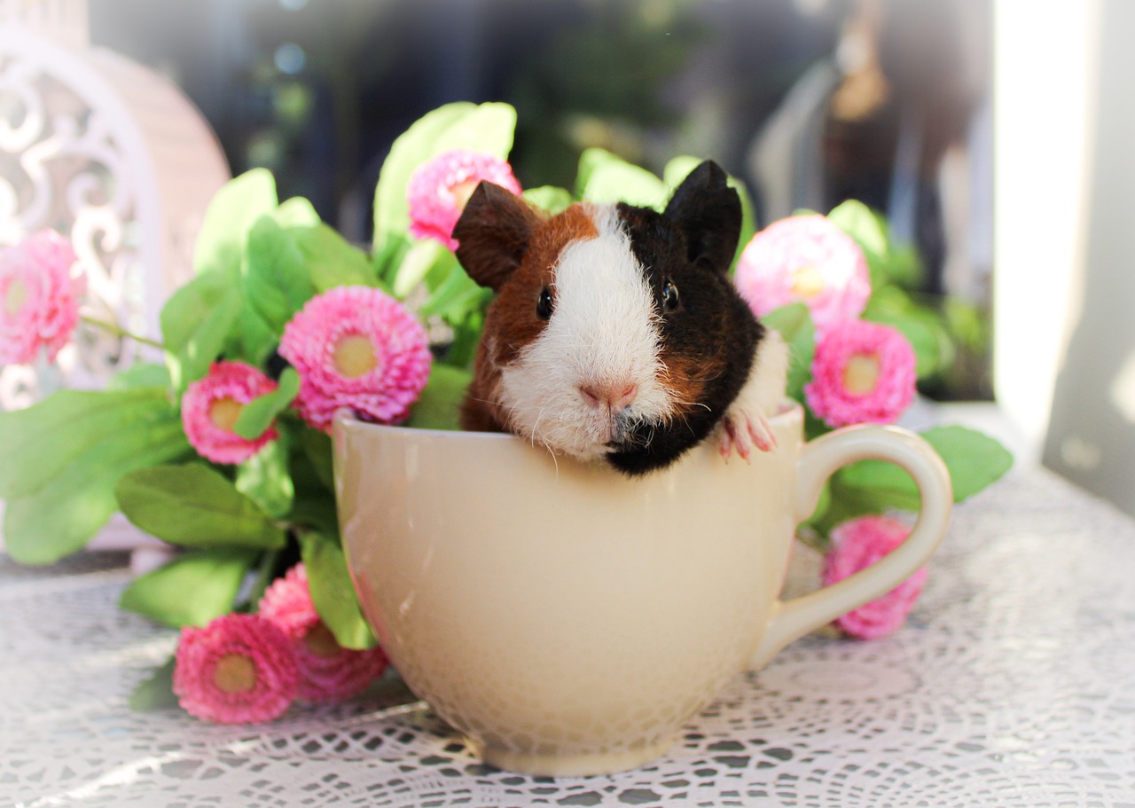 kleines Meerschweinchen sitzt in Tasse mit Blumen