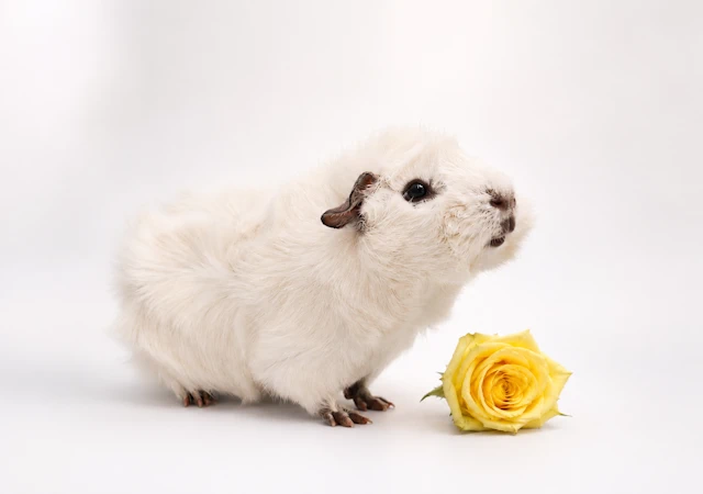 Meerschweinchen Schneeglöckchen