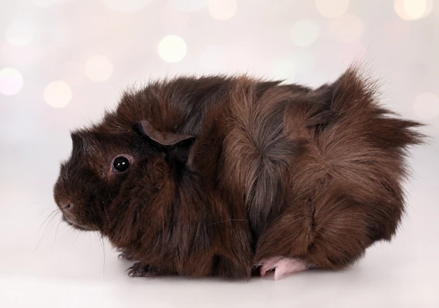Meerschweinchen Cocobella