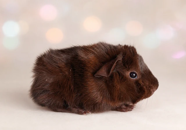 Meerschweinchen Mai Tai