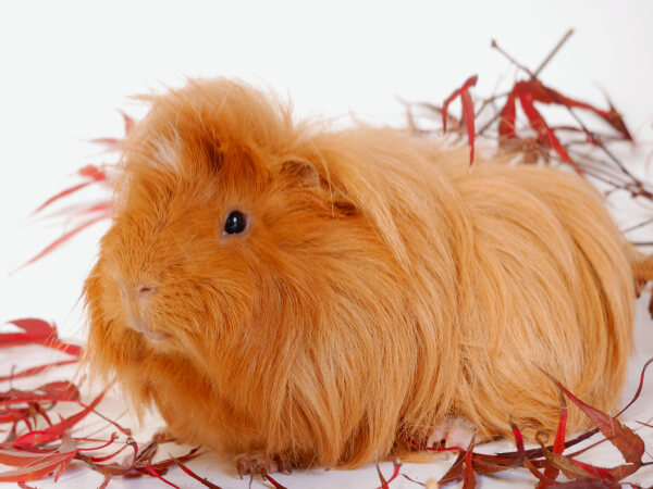 Meerschweinchen Mistletoe