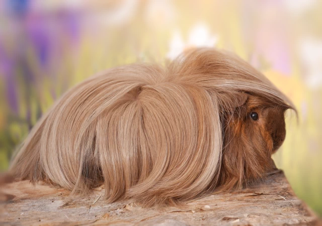 Meerschweinchen Flamenco