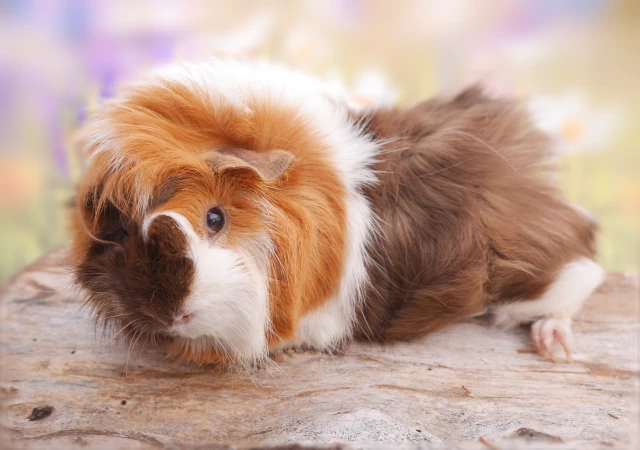 Meerschweinchen Prinzessin