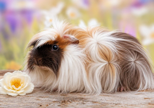 Meerschweinchen Petite Fleur