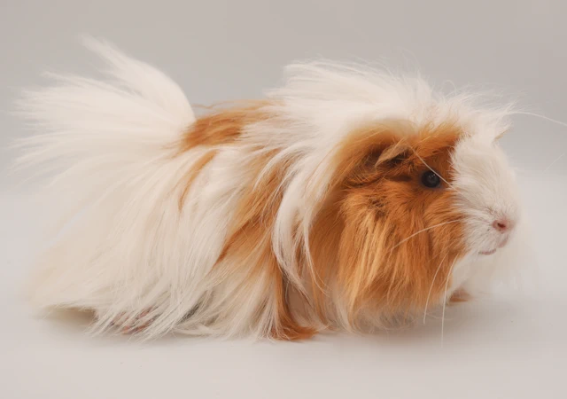 Meerschweinchen Keksine