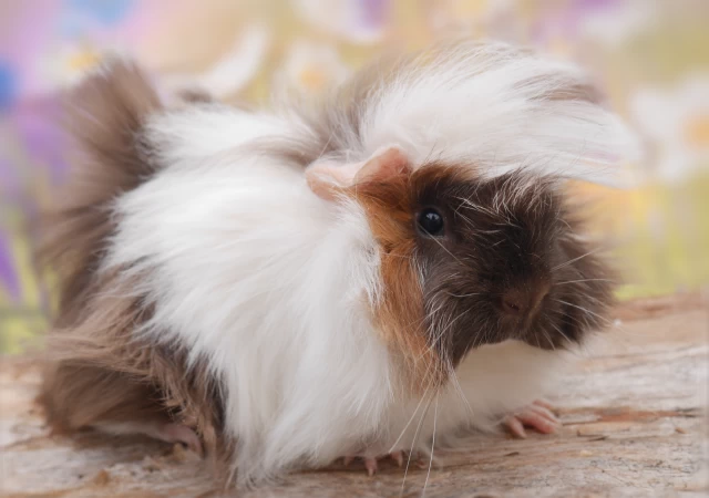Meerschweinchen Primerose